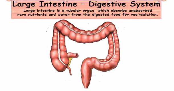 Large Intestine – Digestive System