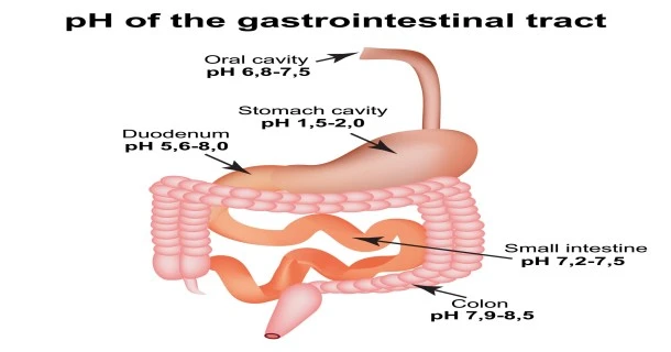 A medical infographic chart displaying the pH gradient of the human digestive system, showing the specific pH scale values from the mouth down to the large intestine.
