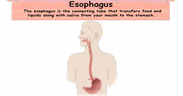 Esophagus & Esophagus Diseases