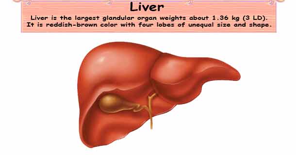 Liver & Liver Diseases