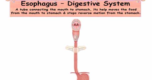 Esophagus – Digestive System