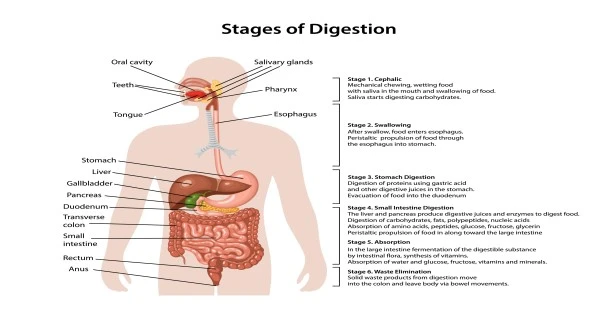 Medical infographic flowchart illustrating the stages of the human digestive system process, detailing ingestion, mechanical and chemical digestion, nutrient absorption, and waste elimination.