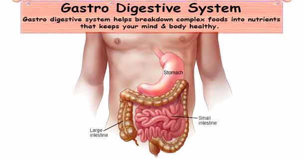 Gastro Digestive System