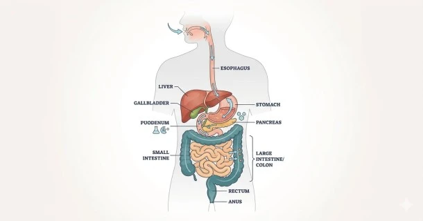 A clear anatomical diagram of the human digestive system showing the gastrointestinal tract and accessory organs on a professional clean background.
