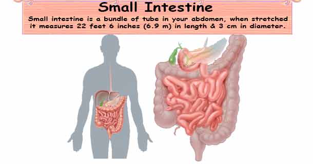 Small Intestine & its Problem